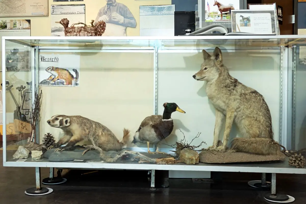 Explore the Bonita Museum