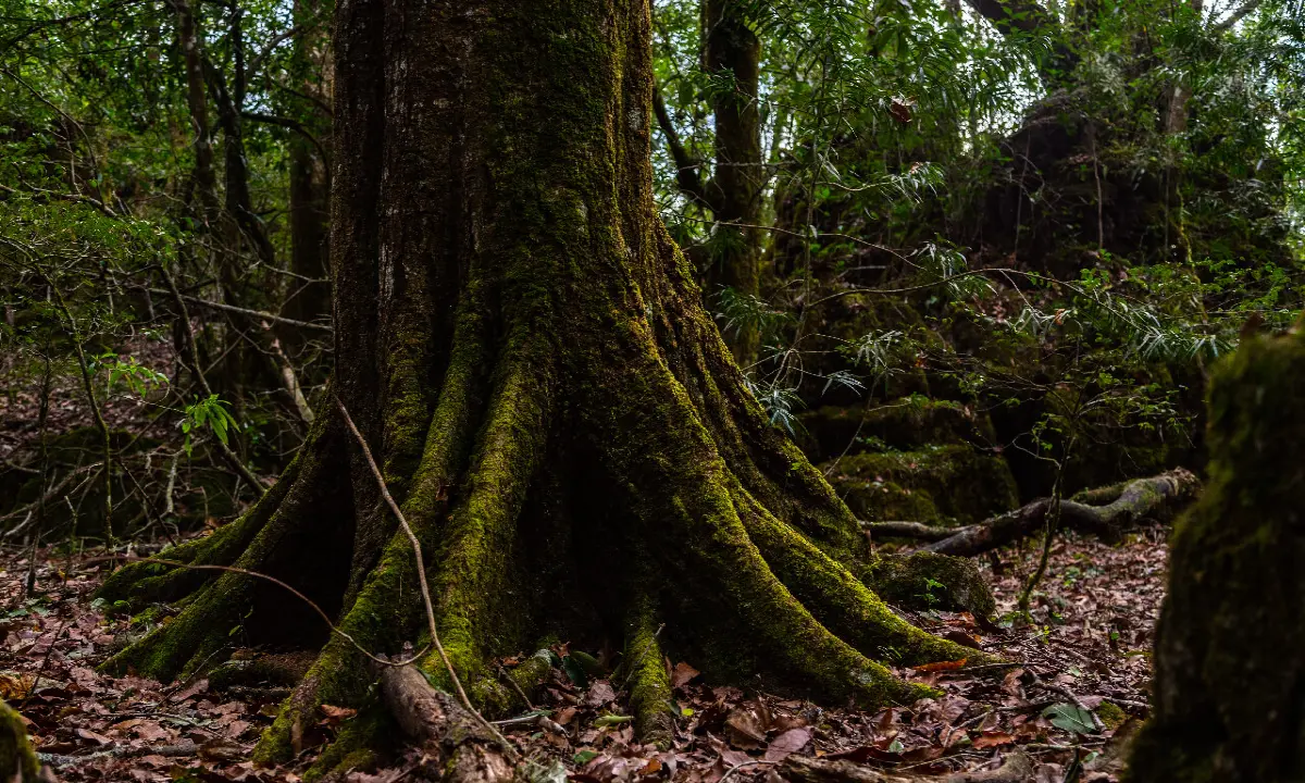 10 hiking trails in Bonita